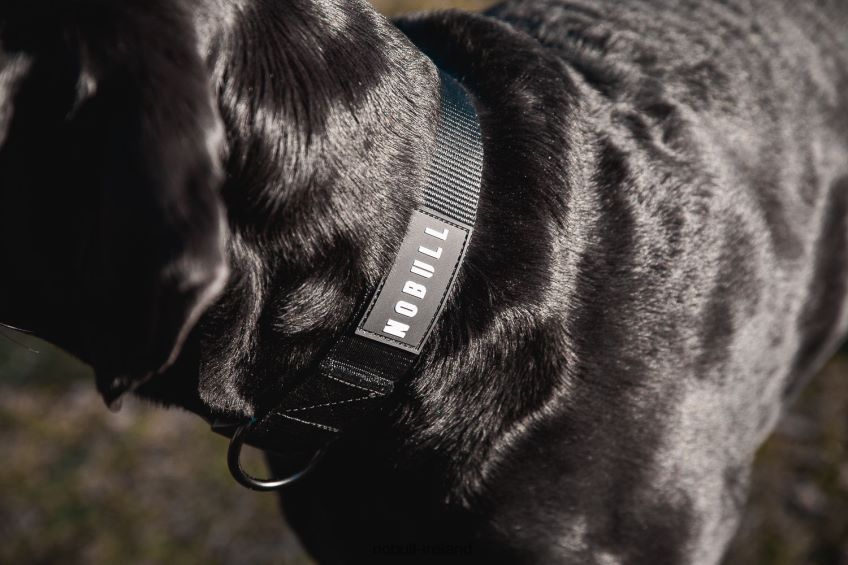 NOBULL N68P2P2965Dog Collar (1.5 Inch)